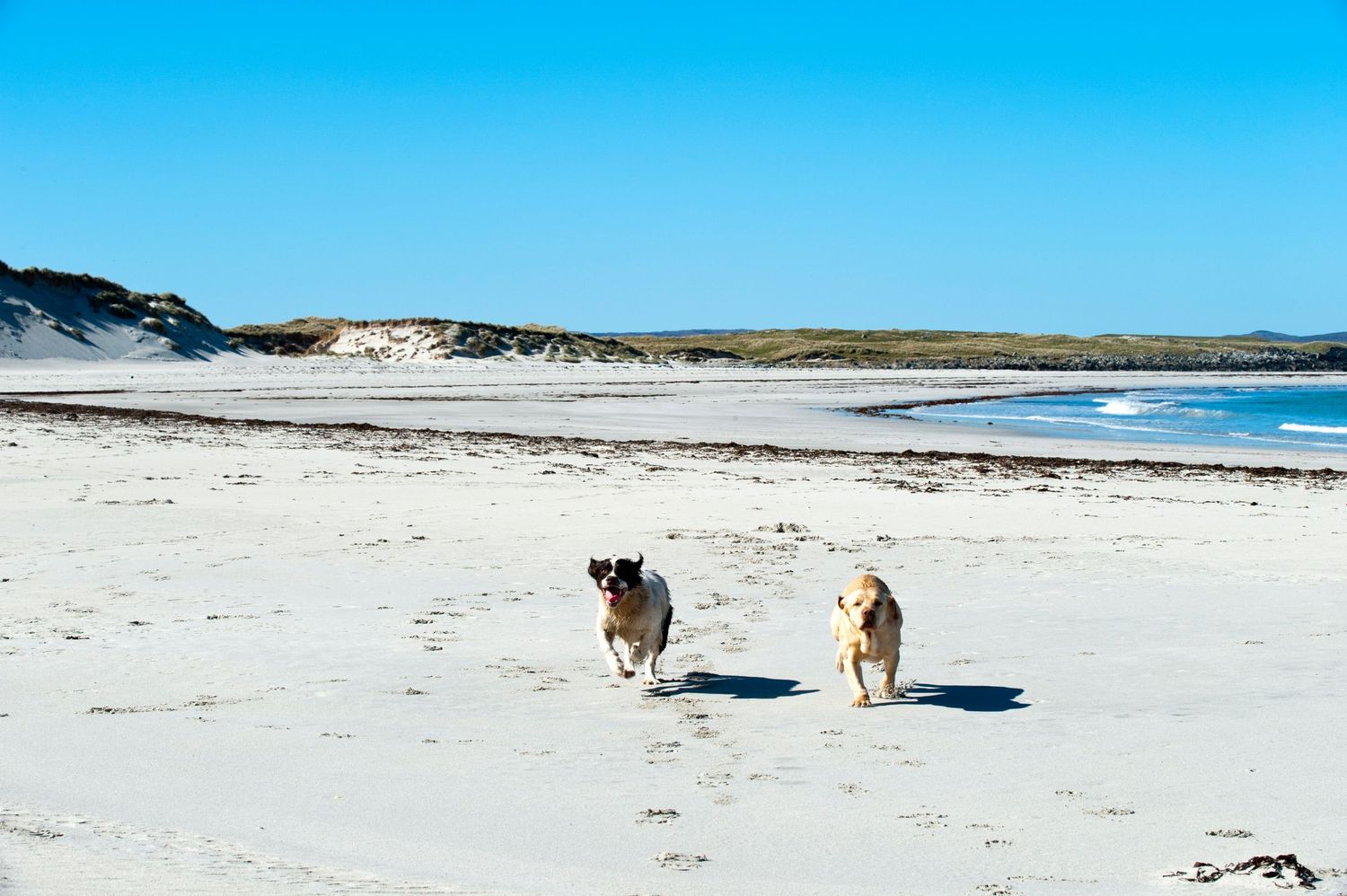 Two dogs running joyfully on a white sandy beach under a clear blue sky with sand dunes in the background.