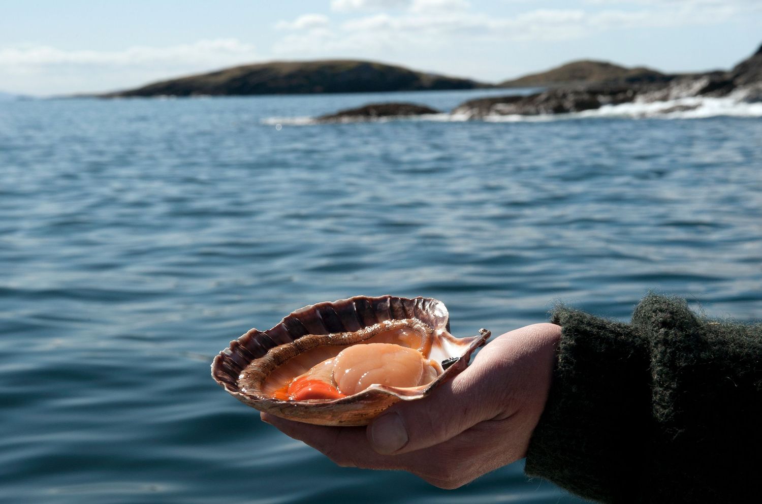 A hand holding an open scallop shell with fresh seafood over a calm blue ocean with rocky islands in the background.