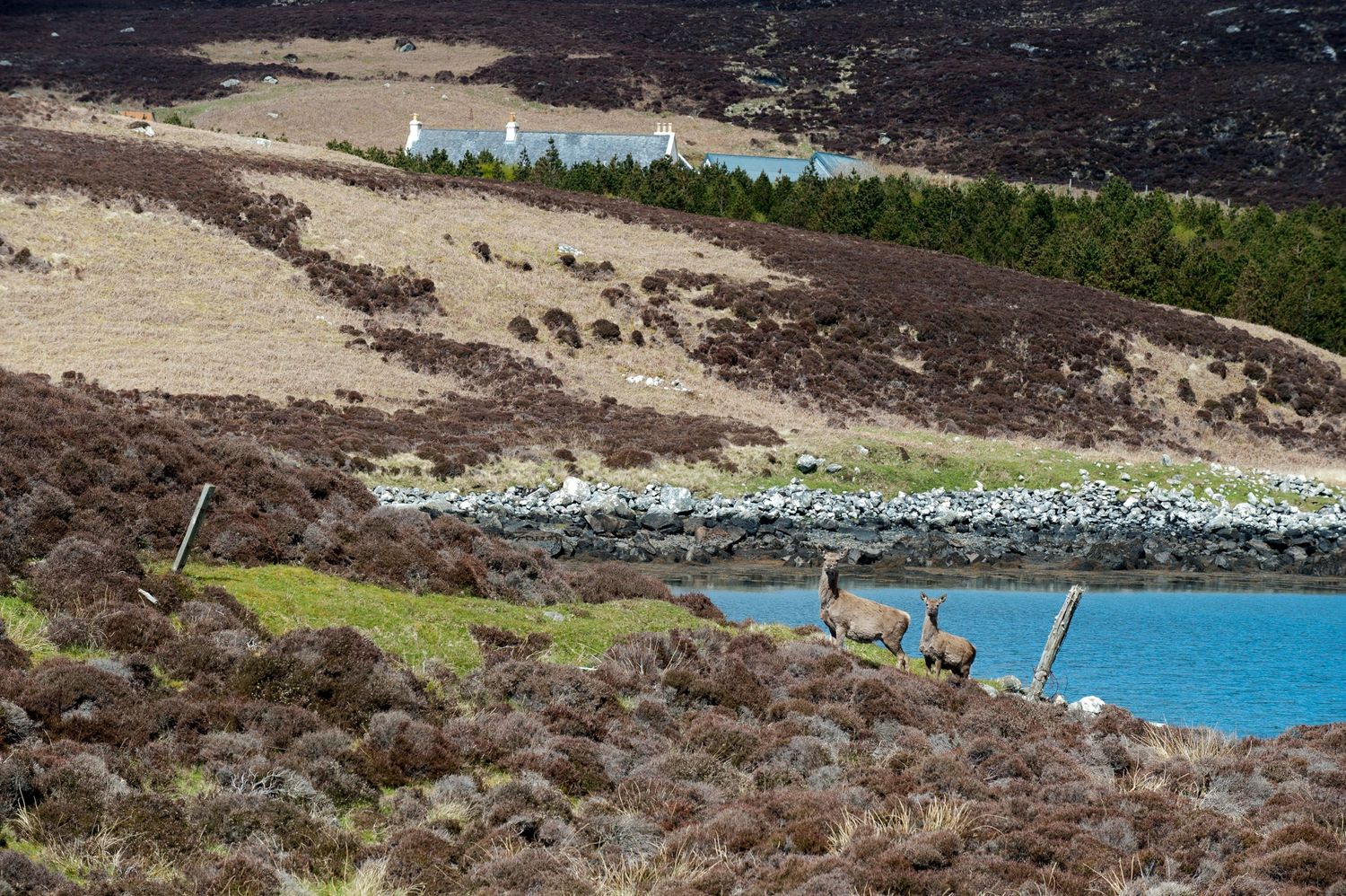 Red deer grazing on Scottish moorland beside a blue loch, with green pine trees and white buildings on hillside beyond.