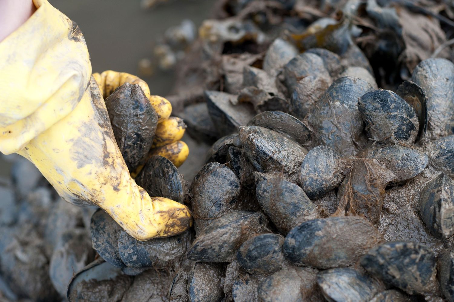Gloved hand sorting fresh harvested mussels covered in mud at a shellfish farm.