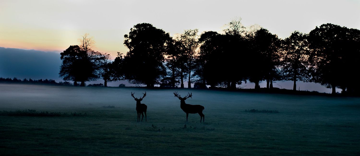 Two deer silhouetted against a misty twilight sky in a serene parkland with trees at dusk.