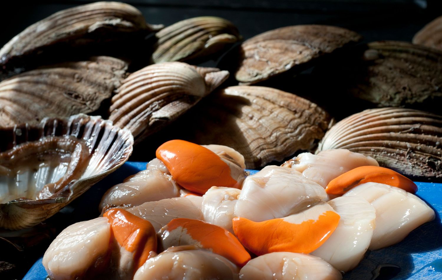 Fresh scallops with orange roe displayed beside large brown scallop shells on a blue surface.
