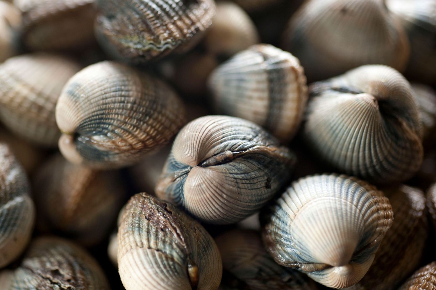 Close-up of fresh raw cockles or clams piled together, showing ribbed shells in brown and gray tones.