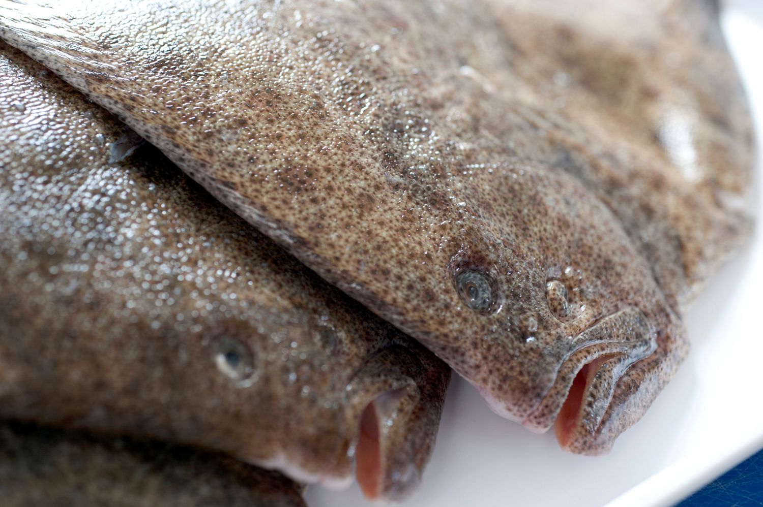 Fresh raw flatfish on a white plate, showing speckled brown skin texture and distinctive flat body shape.