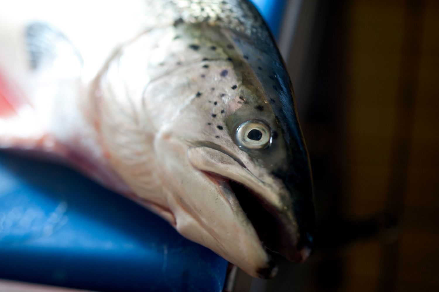 Close-up of a fresh Atlantic salmon fish head with silver scales and clear eye on a blue surface.