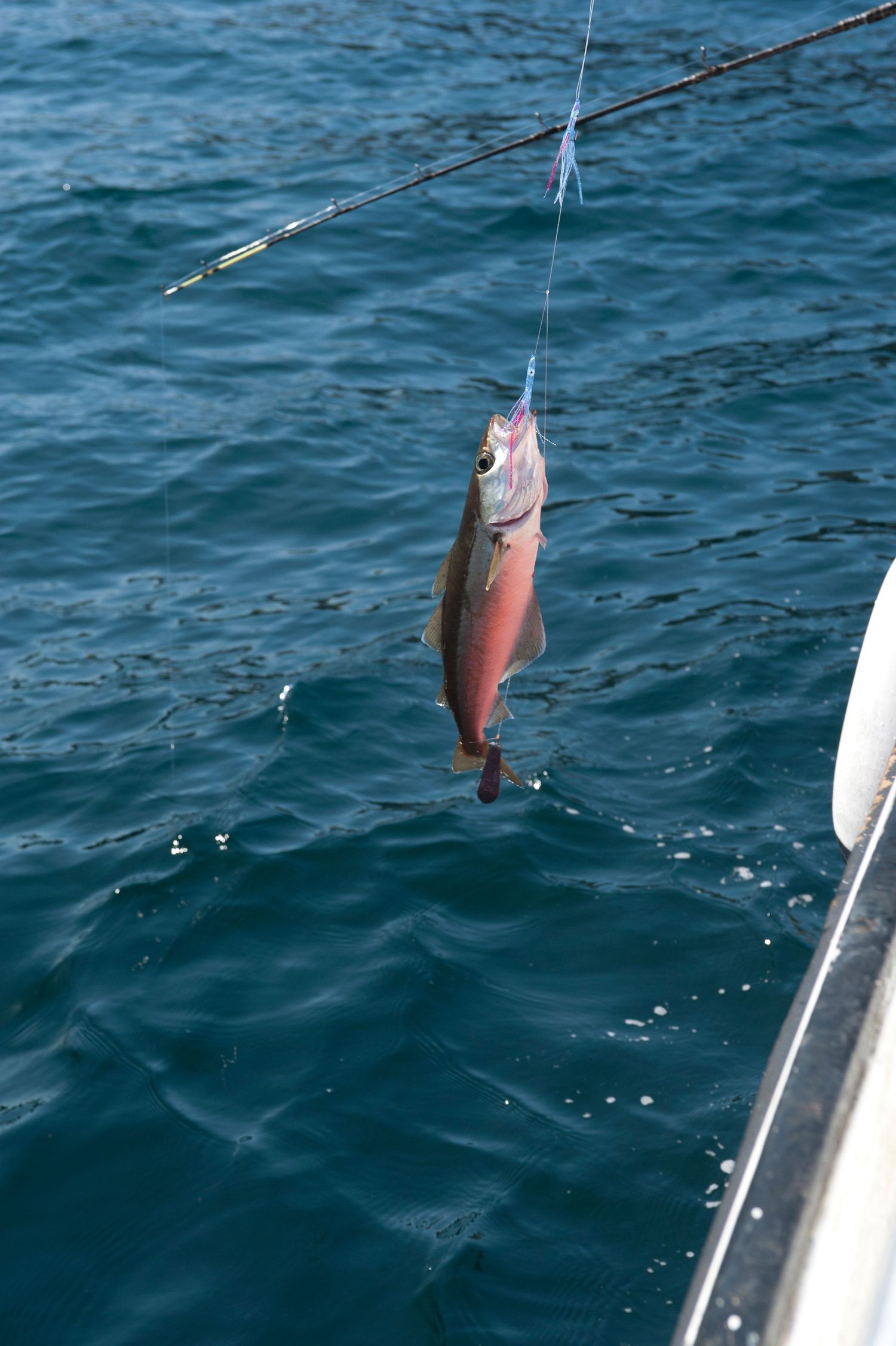 A freshly caught red fish hanging from a fishing line over blue ocean water beside a boat.