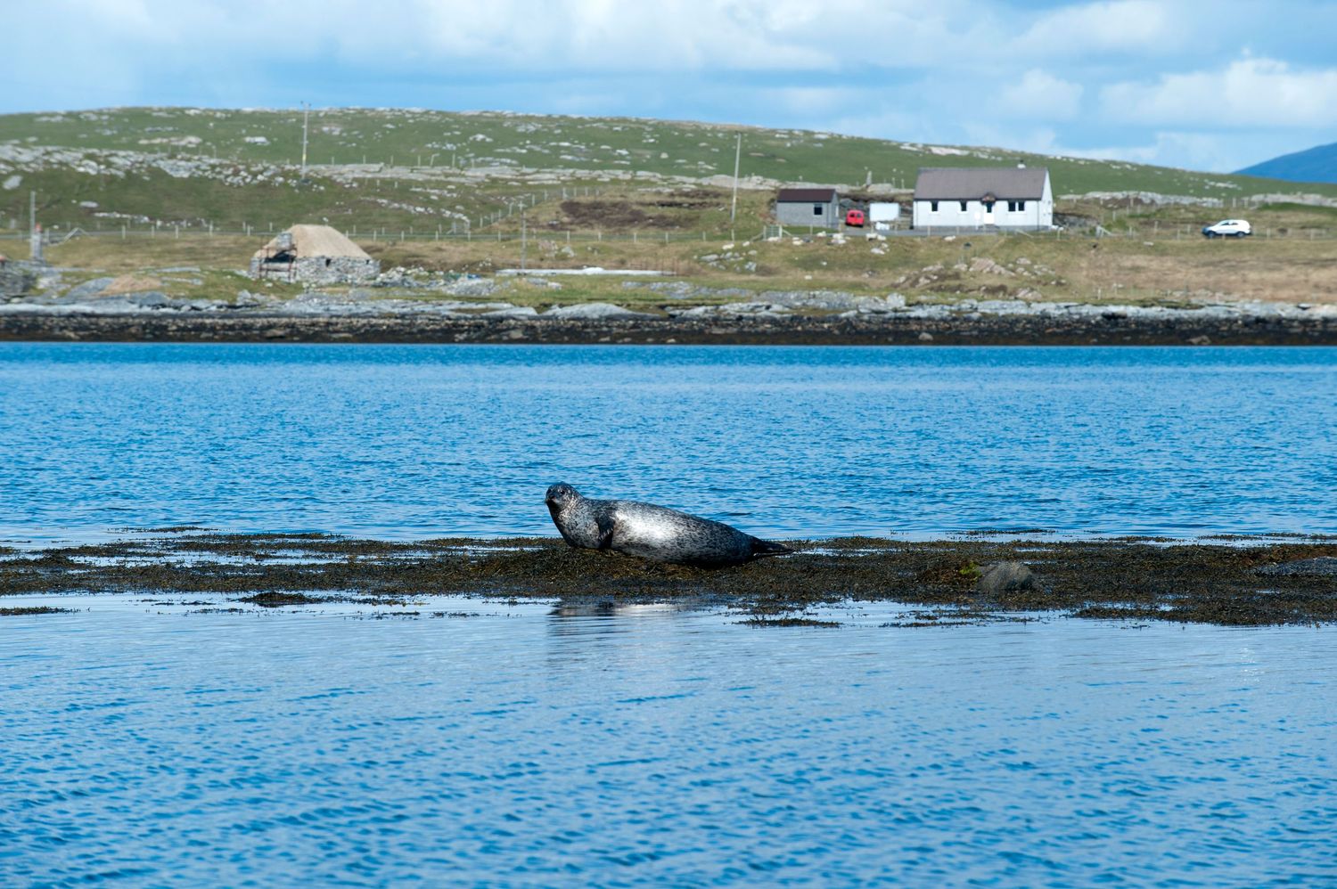 A seal resting on a rocky shoreline with blue water and a white cottage on a green hillside behind.