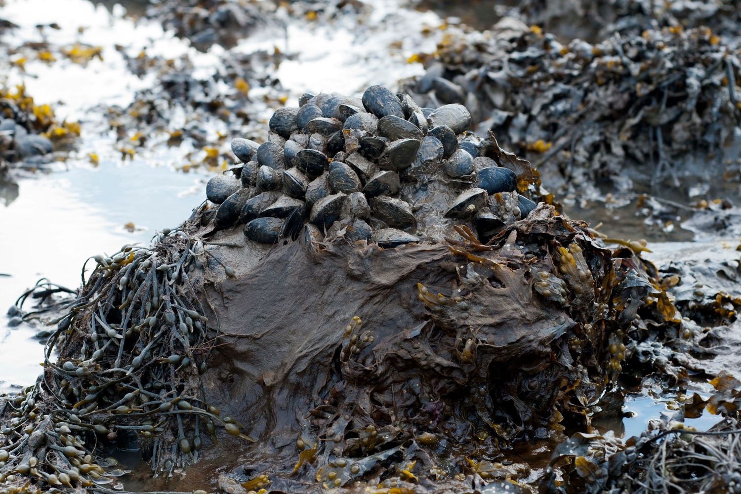 Mussels clustered on a rocky seaweed-covered tidal pool shore with water reflections in the background.