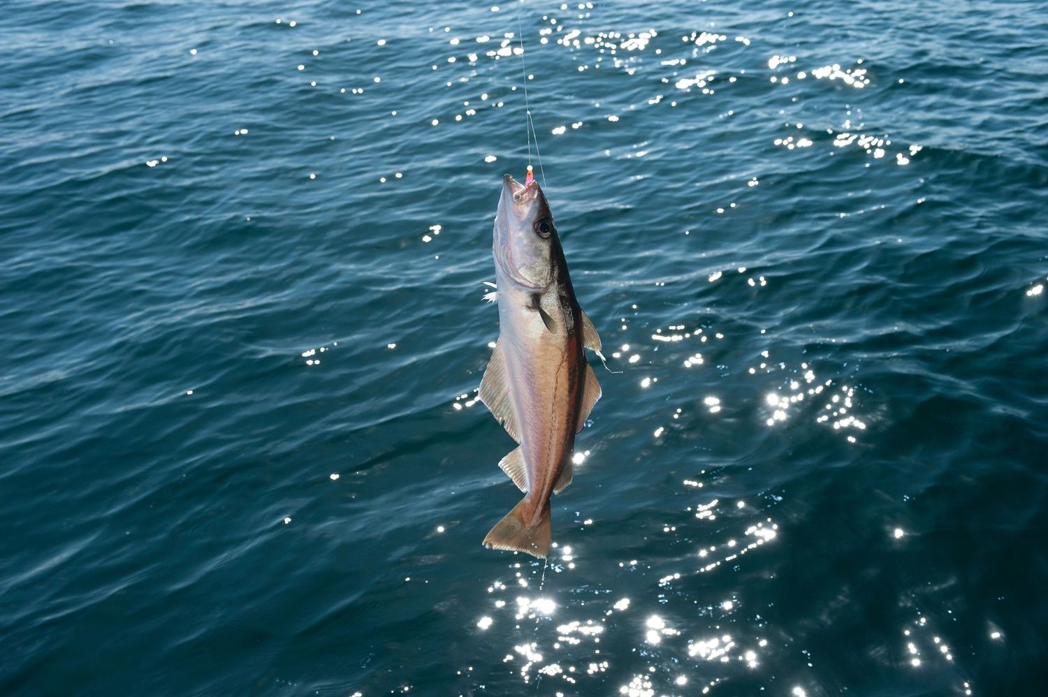 A shiny fish caught on a fishing line dangling above the sparkling blue ocean water.
