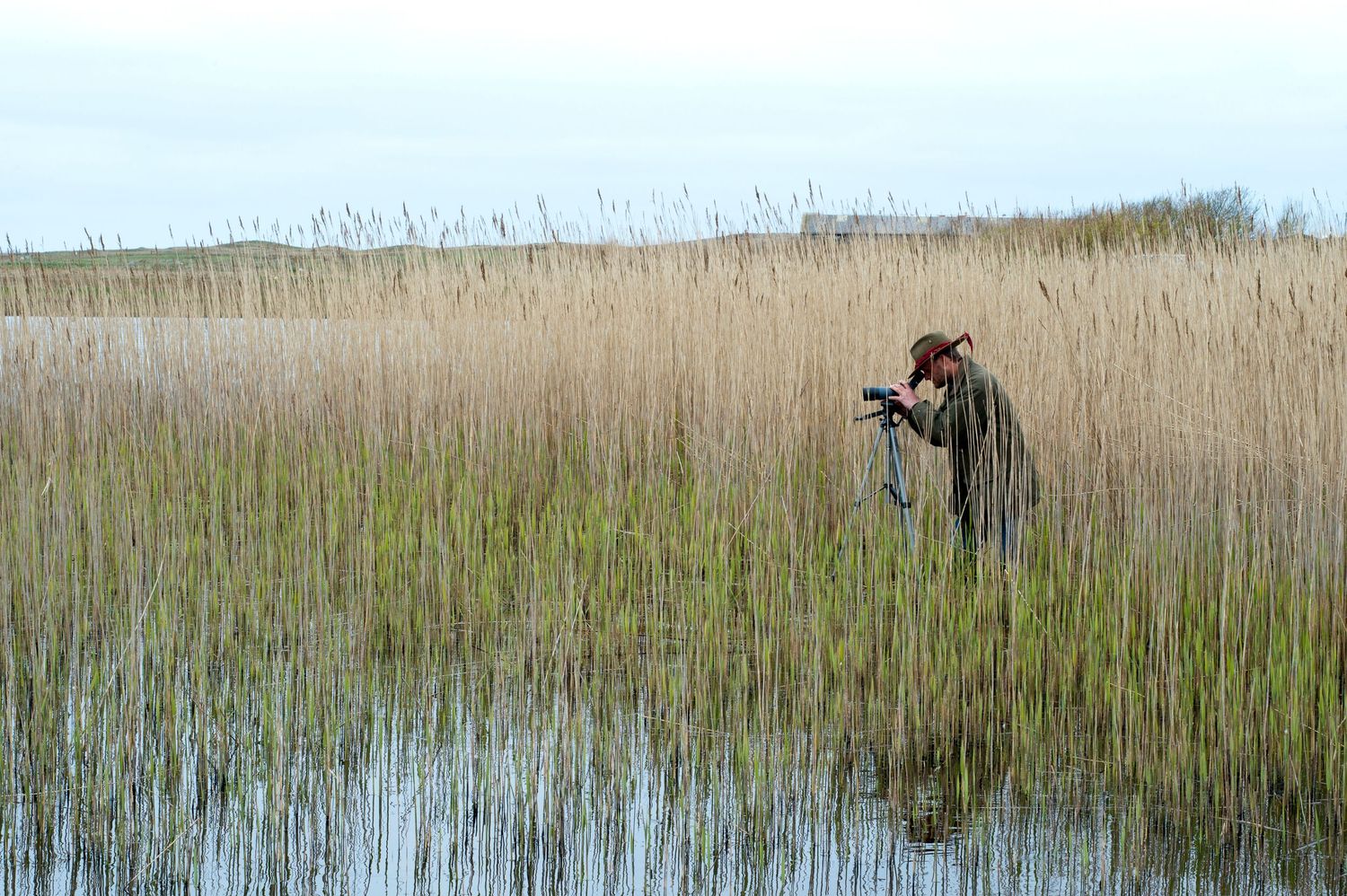 Tall reeds and marsh grass line a wetland area where guests at Langass Lodge Hotel North Uist go bird watching
Photograph by Danny Elwes