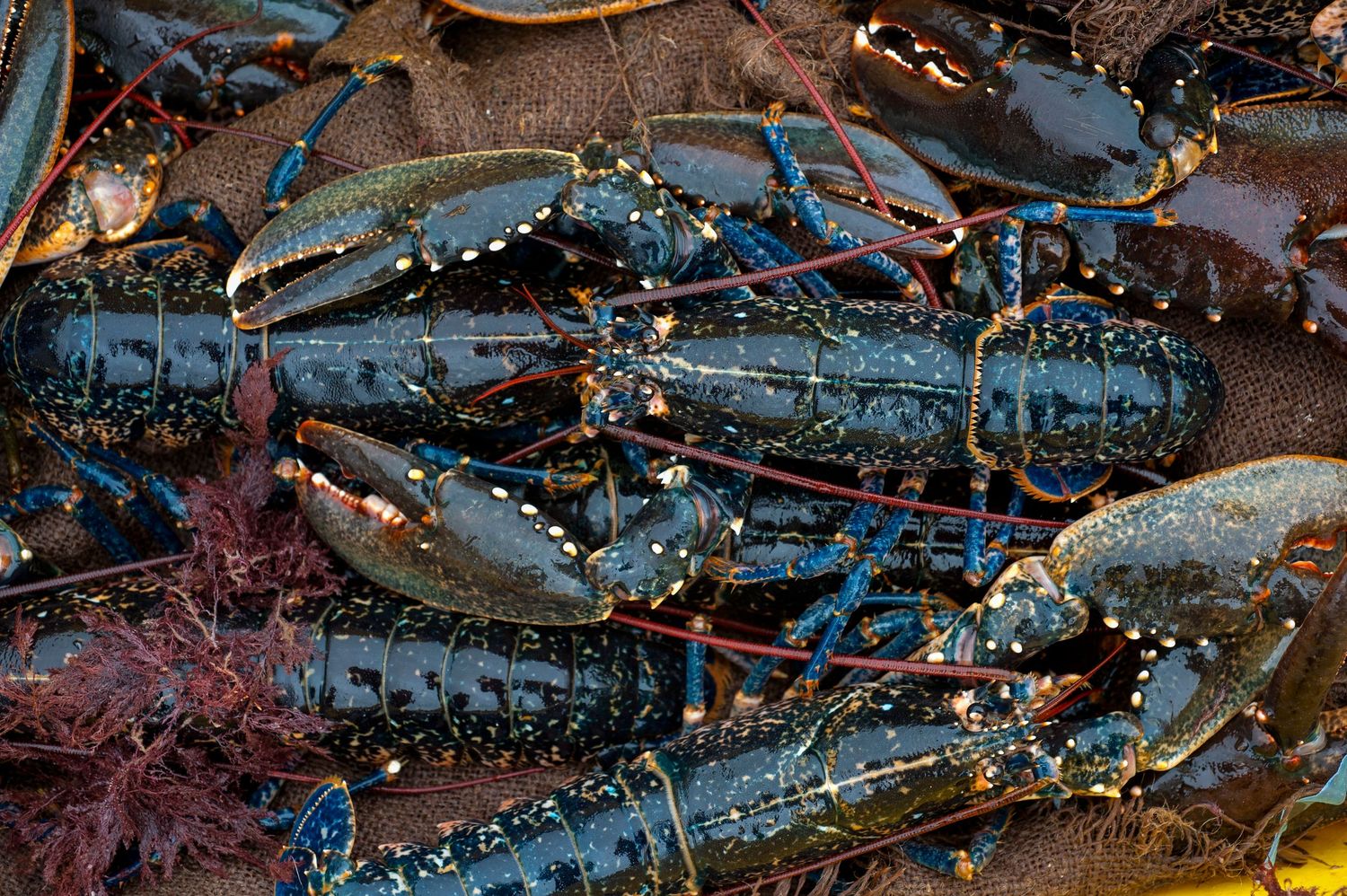 Fresh live blue lobsters piled together on a bed of seaweed, showcasing their vibrant blue-green shells.