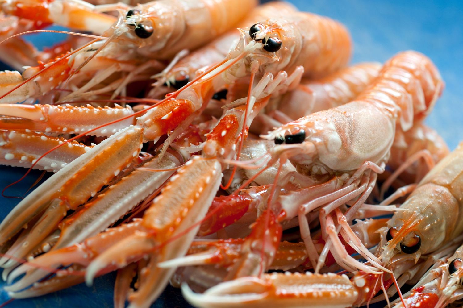 Fresh raw langoustines piled together, showcasing their vibrant orange shells and delicate claws on a blue surface.