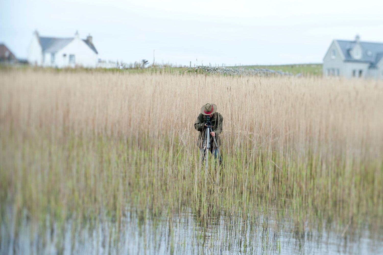 Photographer standing in a marshy wetland surrounded by tall reeds and shallow water with white houses in the background.