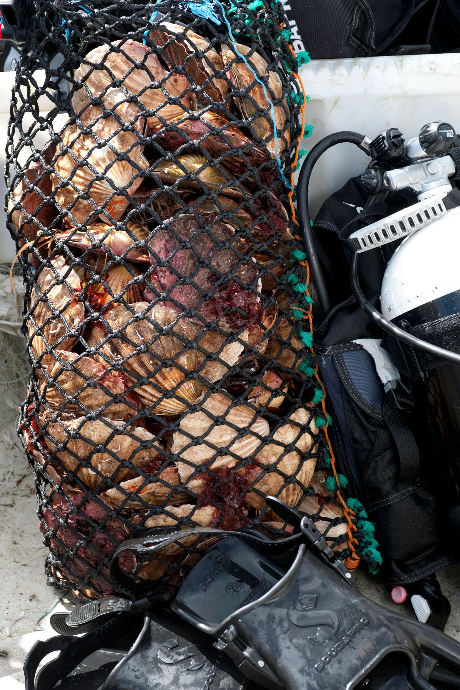 A net bag filled with fresh scallops beside scuba diving equipment on a boat deck.