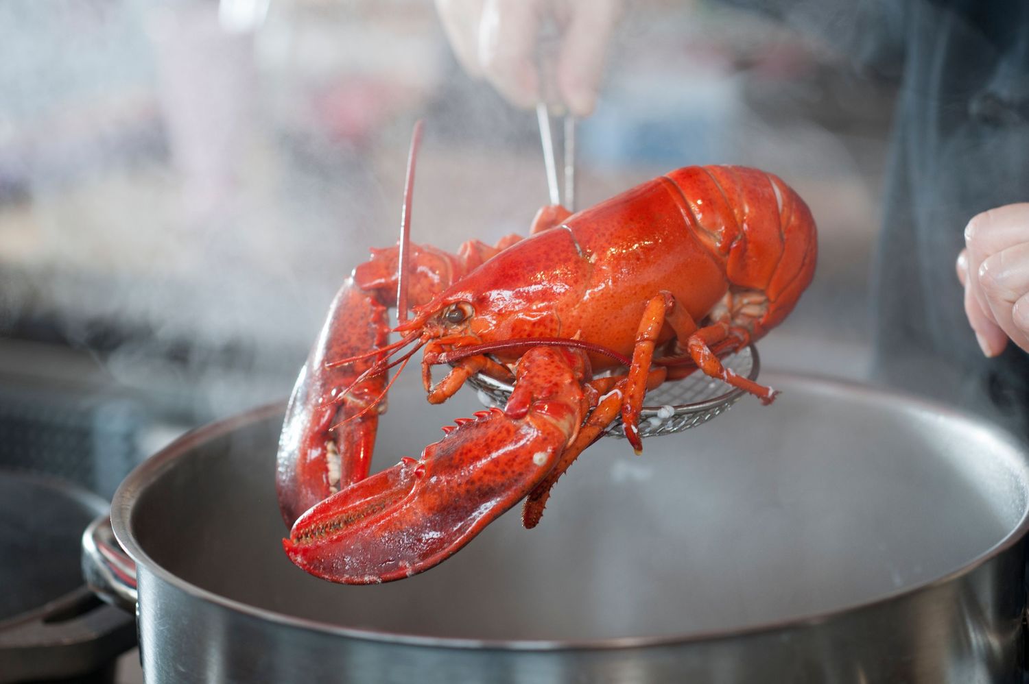 A bright red cooked lobster being lifted from a steaming silver pot by tongs.