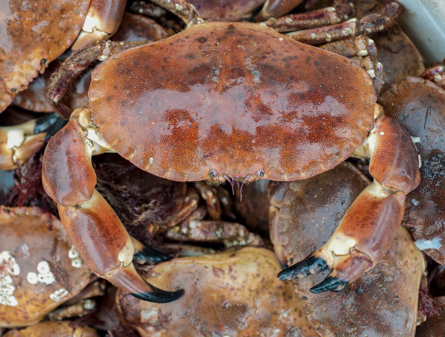 Fresh whole brown crab with large claws displayed on a pile of crabs at a seafood market.