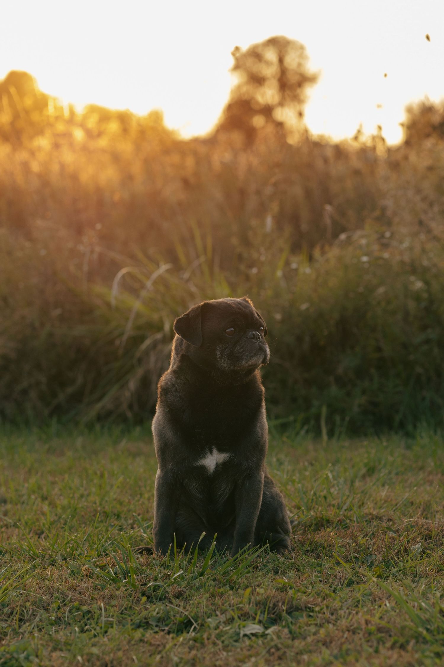 Dark pug dog sitting in grass field at golden sunset with tall reeds in background.