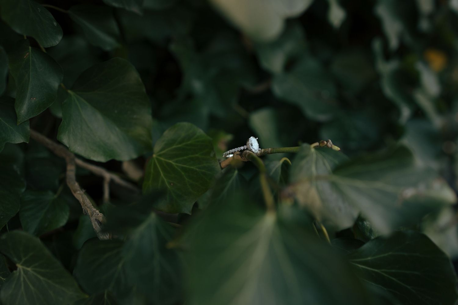 Close-up of an engagement ring resting on green ivy leaves in natural light.