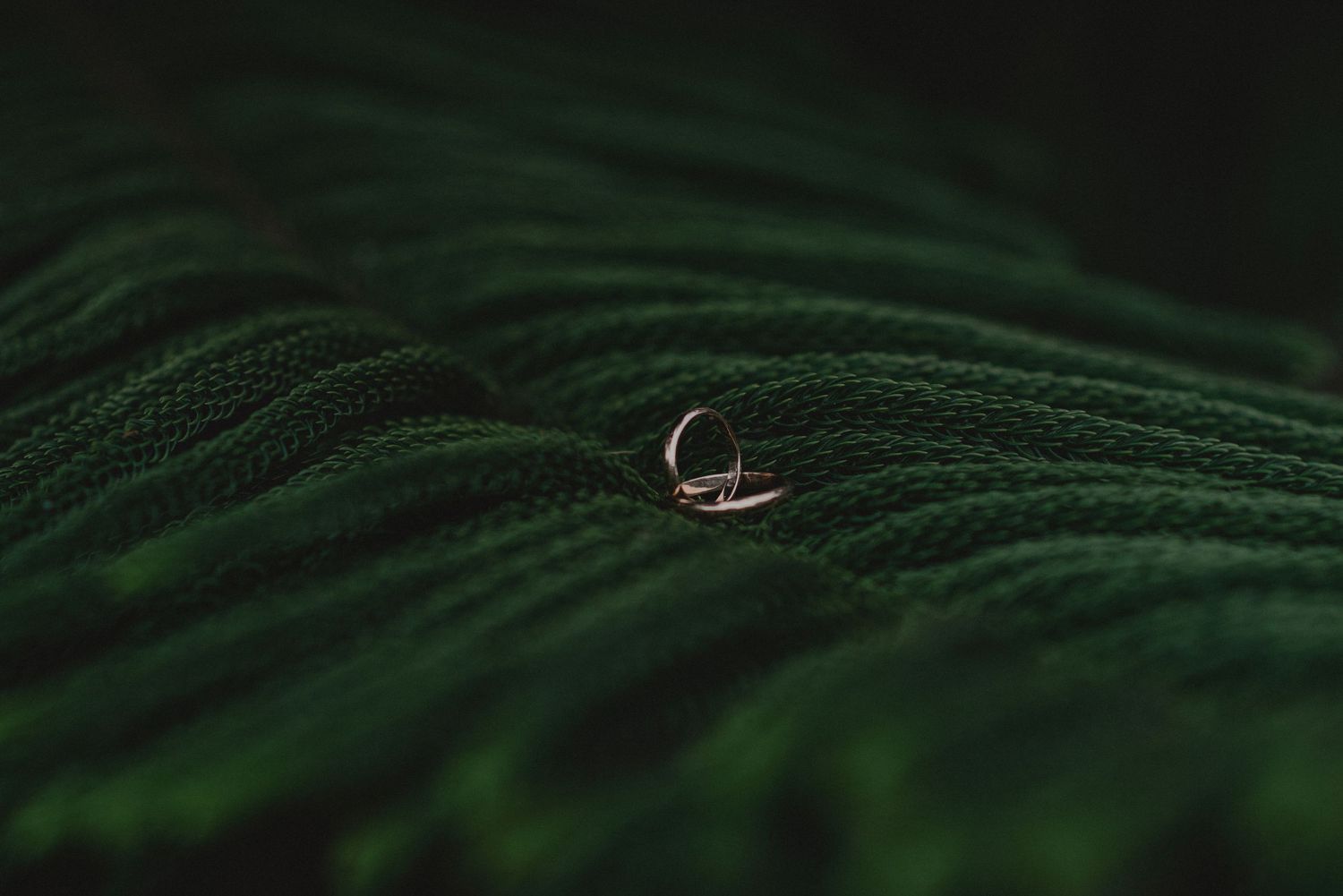detalle de anillos sobre planta
