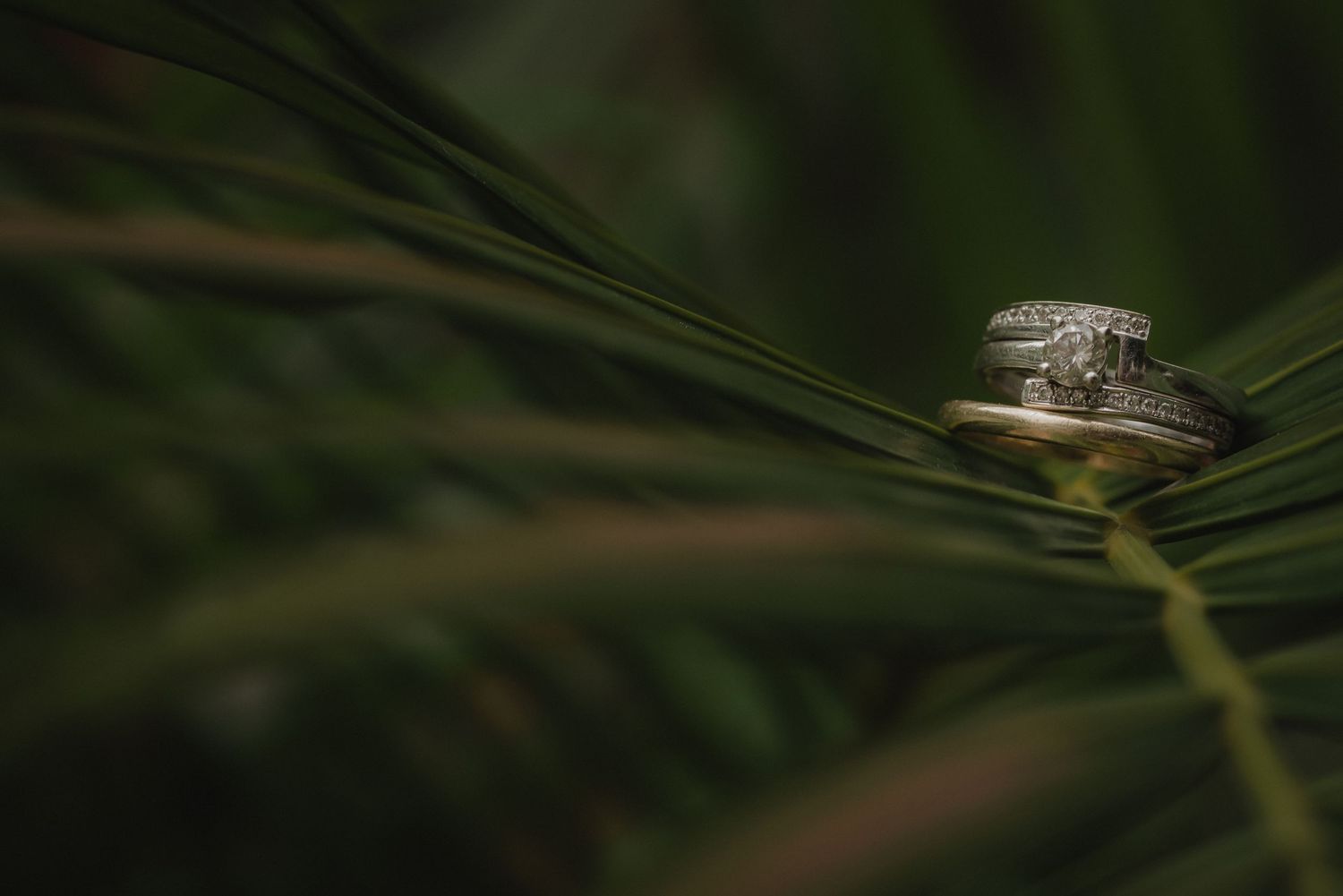 fotografia detalle de anillos bodas en santa marta colombia