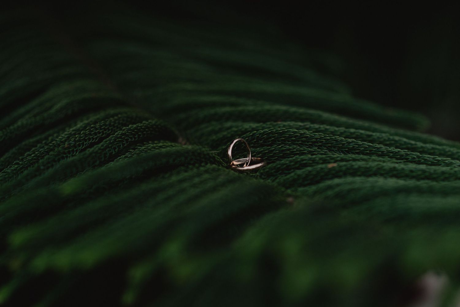 foto detalle de anillos sobre verde