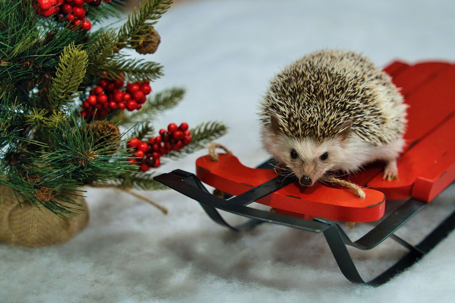 Hedgehog posed with holiday decorations and pine branches on red and white backgrounds.