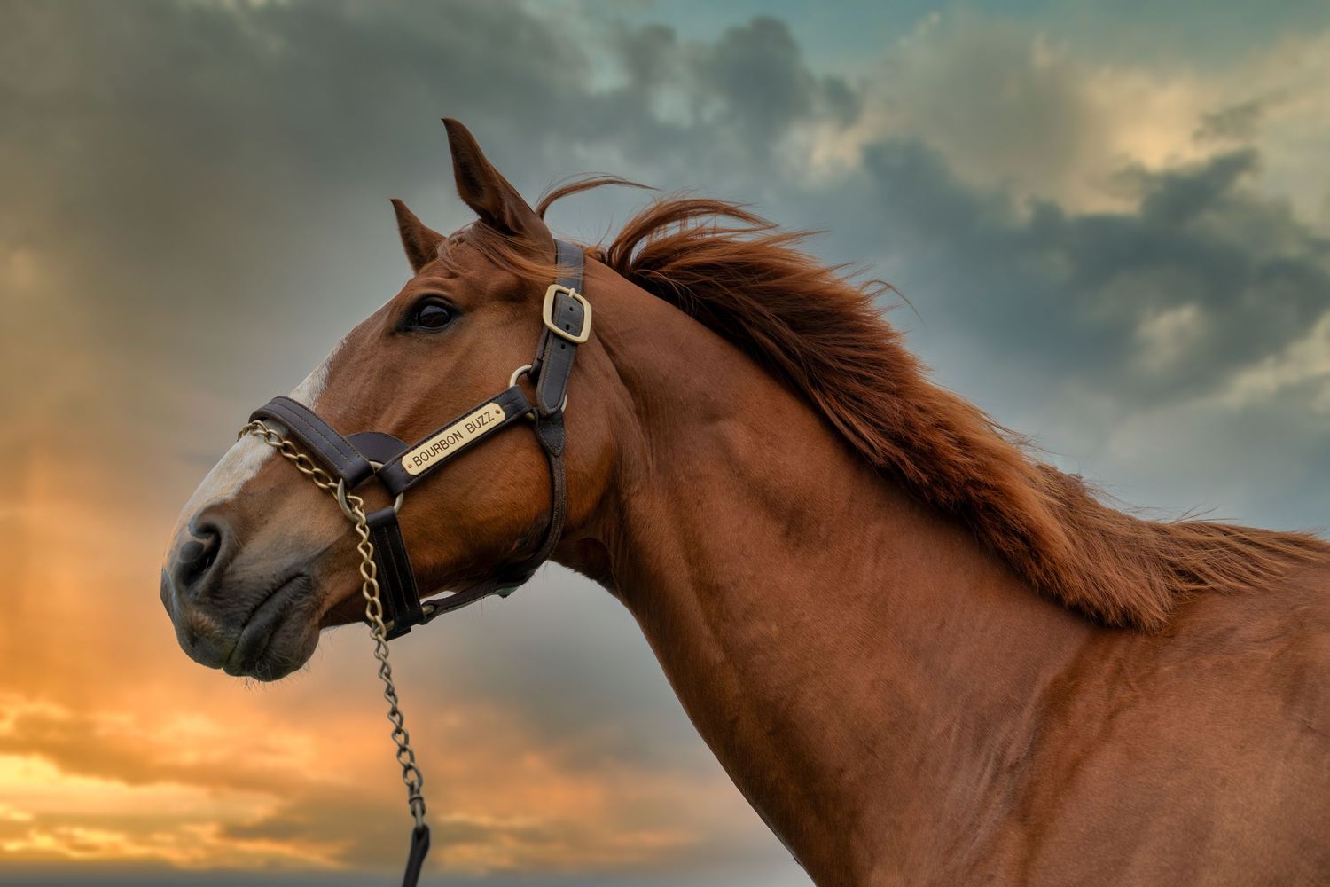 Majestic brown horse with flowing mane against dramatic sunset sky.