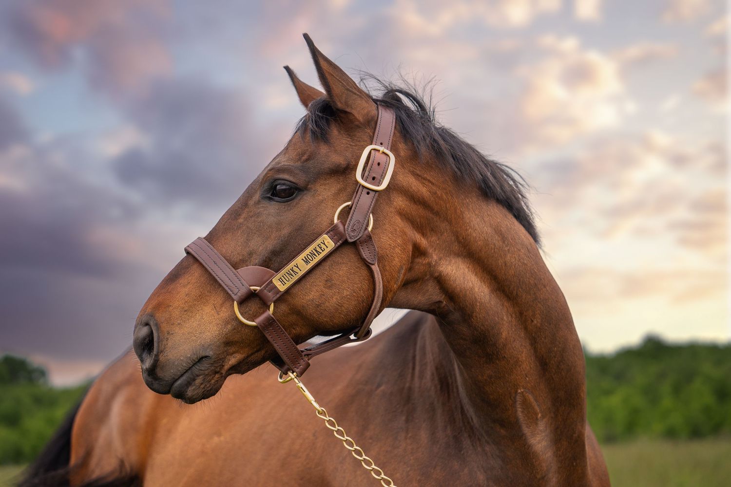 A beautiful brown horse with bridle poses against a dramatic sunset sky with pink and orange clouds.