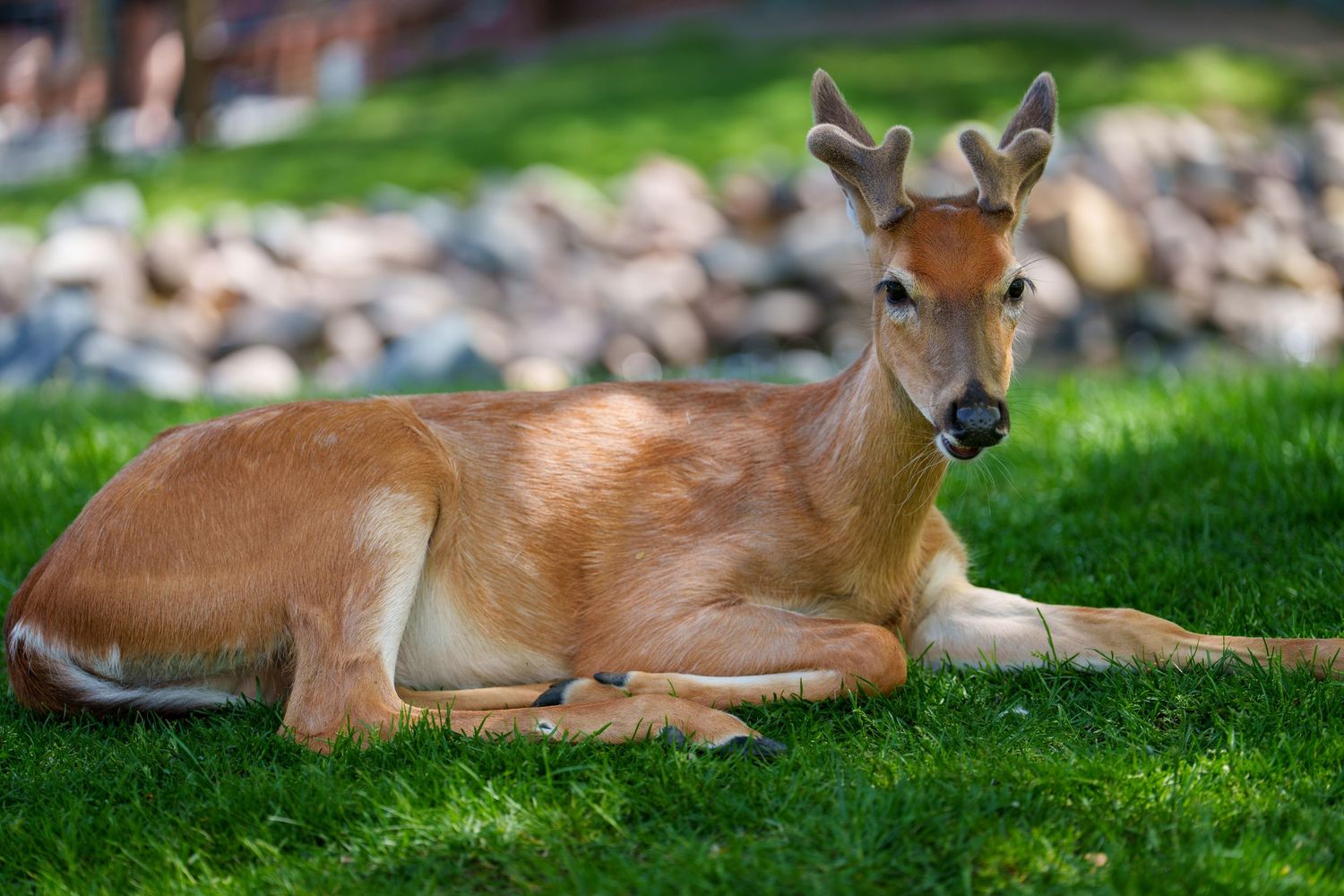 A young white-tailed deer with velvet antlers resting on green grass in a sunny outdoor setting.