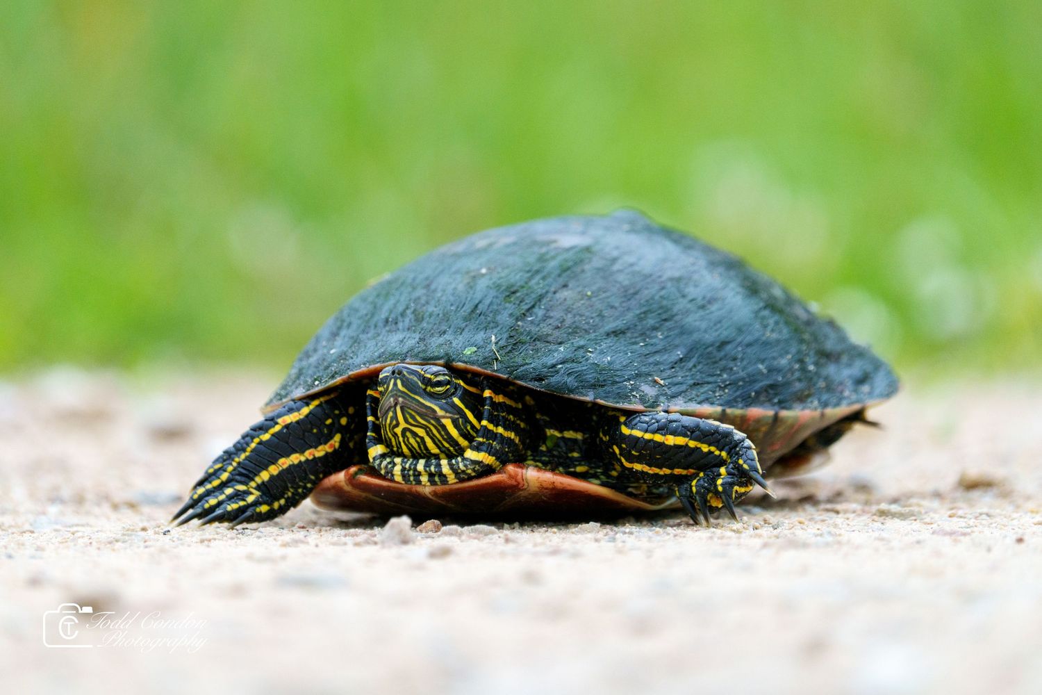 A painted turtle resting on sandy ground with vibrant yellow and red markings on its neck, green blurred background.