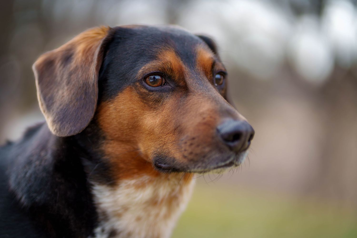 Close-up portrait of an alert black and tan mixed breed dog looking into the distance.