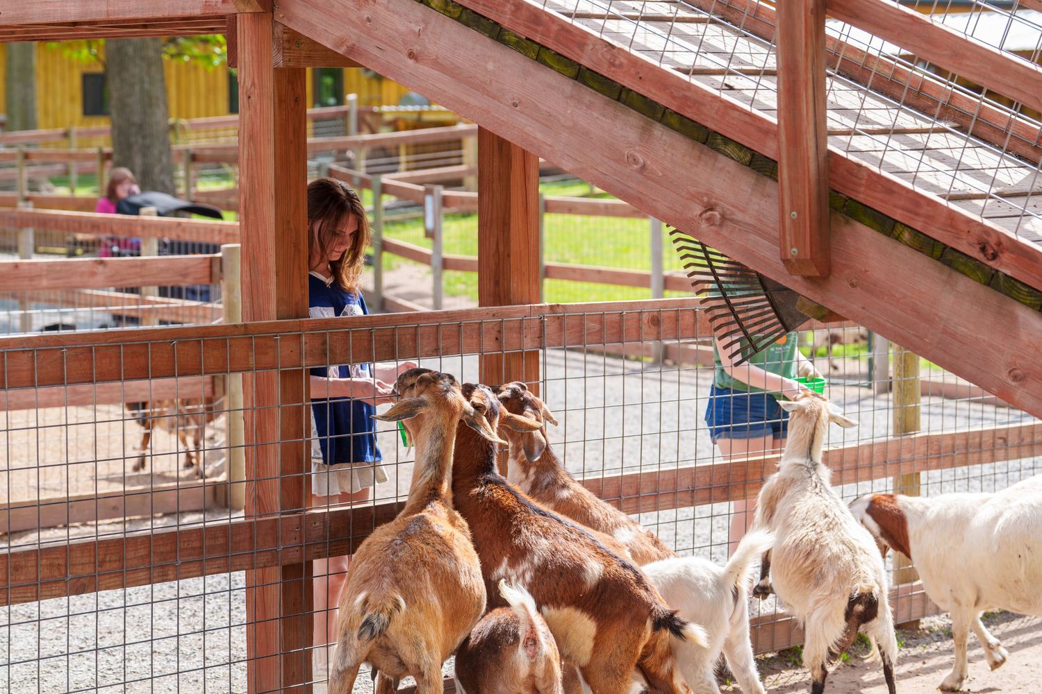 Child feeding a group of goats at a petting zoo inside a wooden fence enclosure on a sunny day.
