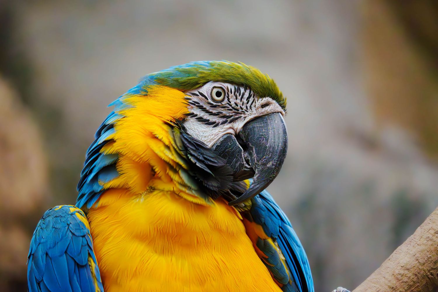Close-up portrait of a vibrant blue and gold macaw parrot showing detailed feathers and beak.