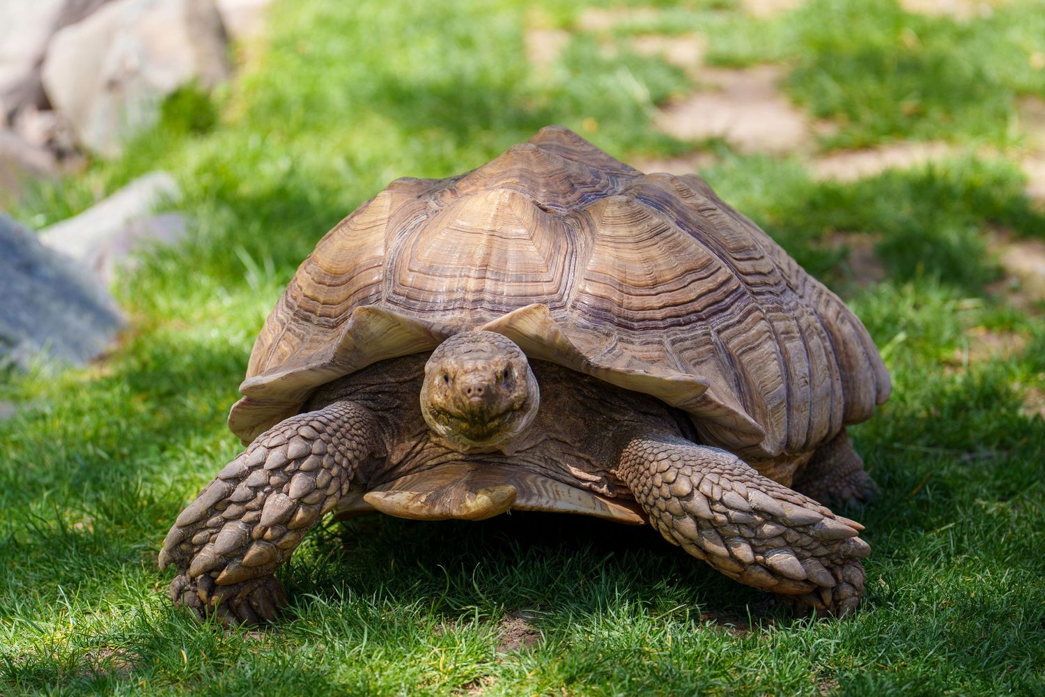 A large African spurred tortoise walks slowly across lush green grass, showcasing its textured brown shell and scaly legs.