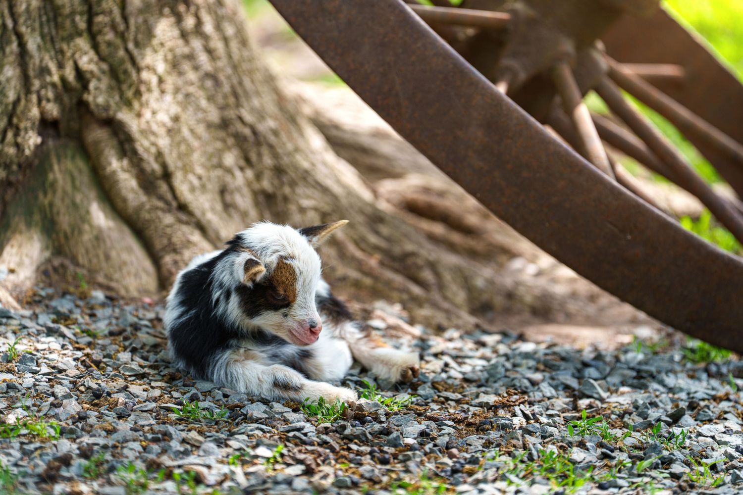 A tricolor dog chews on a bone while resting on gravel near a tree and rusty wagon wheel outdoors.