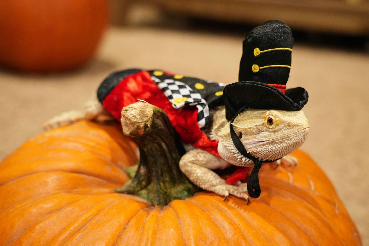 Decorative holiday scenes with pumpkins and small figurines arranged on a surface.