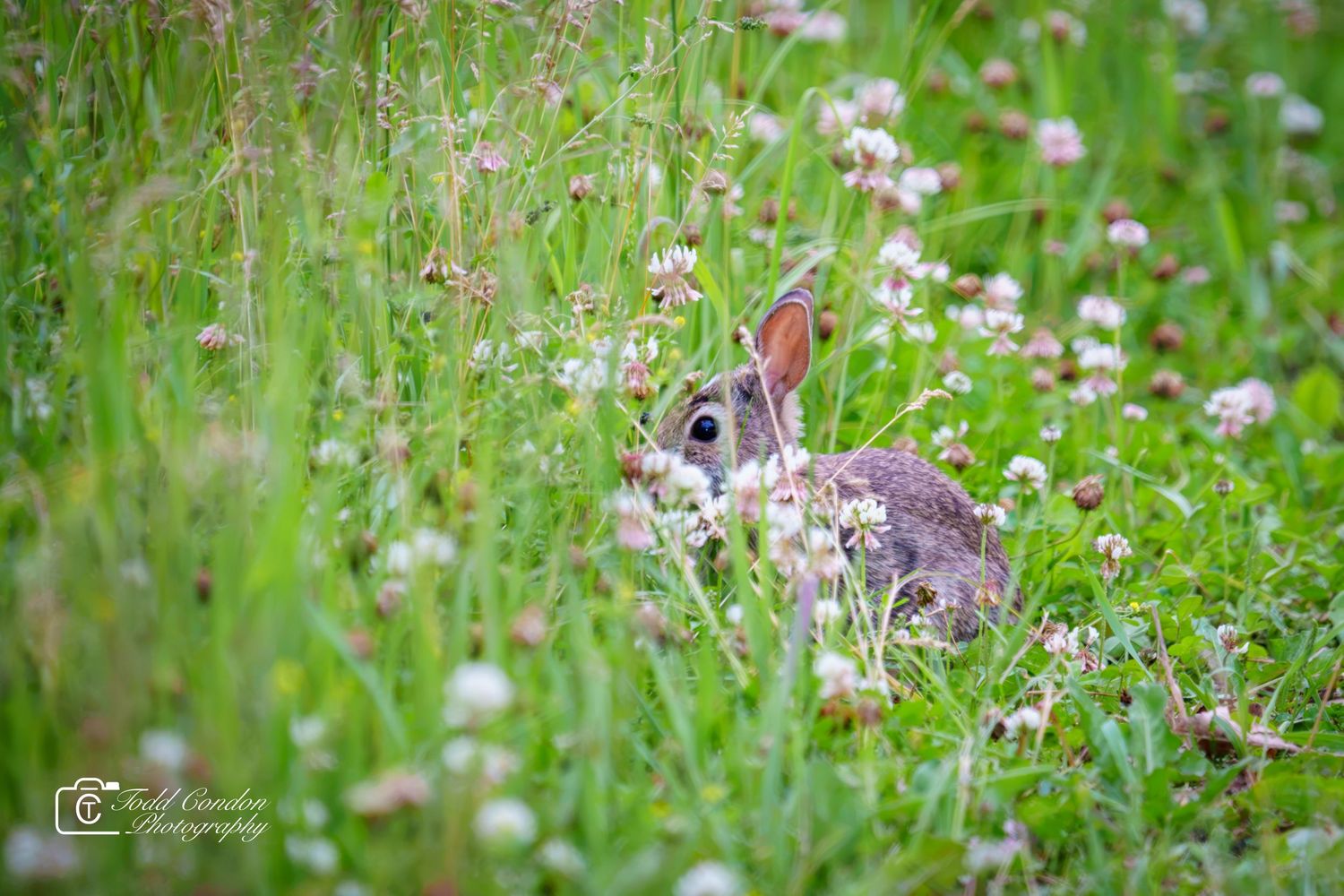 A wild cottontail rabbit sits among white clover flowers and green grass in a lush meadow.