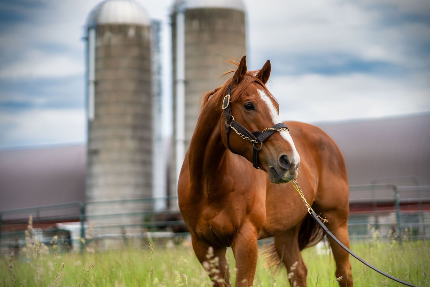 Beautiful chestnut horse standing in front of farm silos in rural setting.