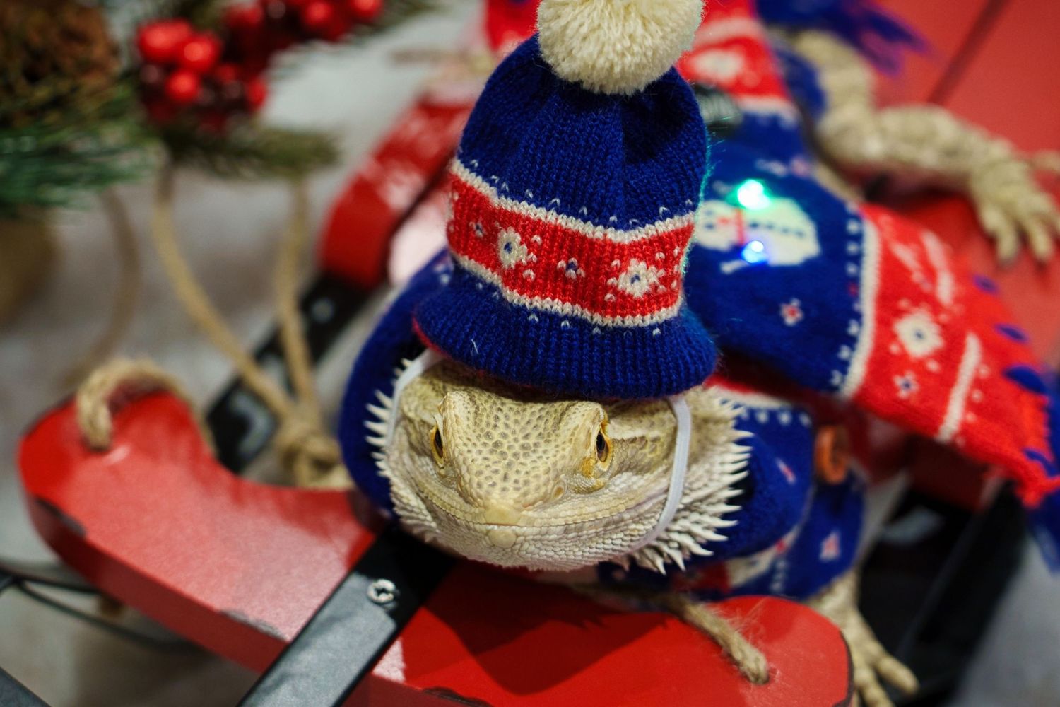 Festive winter scenes featuring a hedgehog wearing blue holiday accessories.