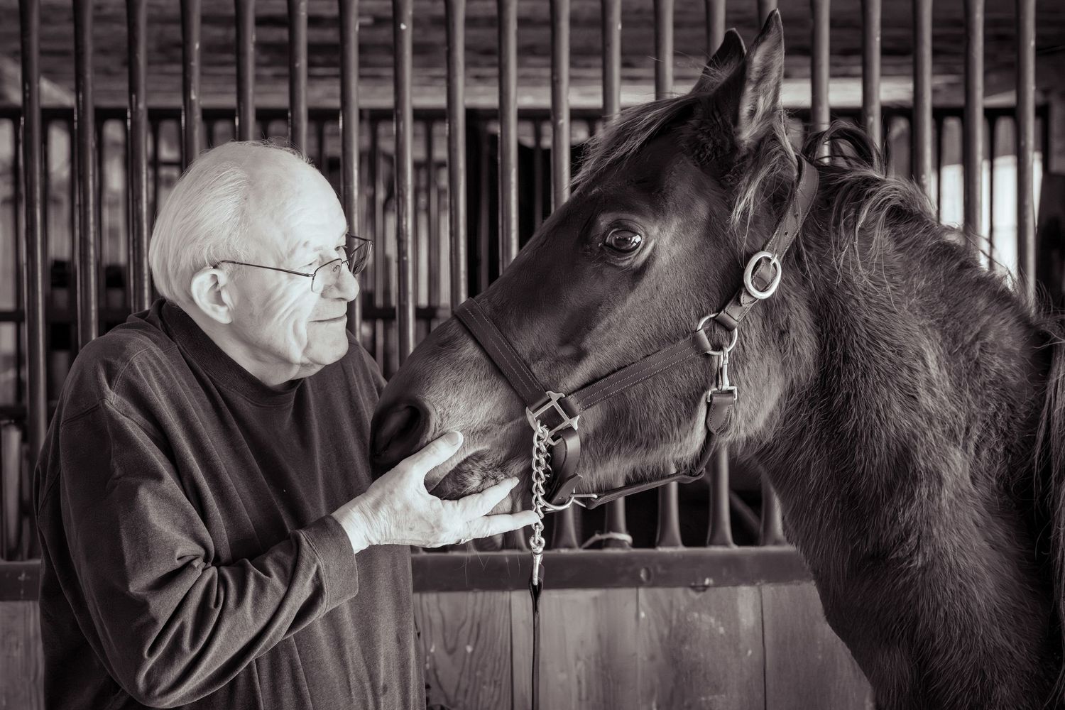 Black and white photograph of horses behind wooden stable stalls.