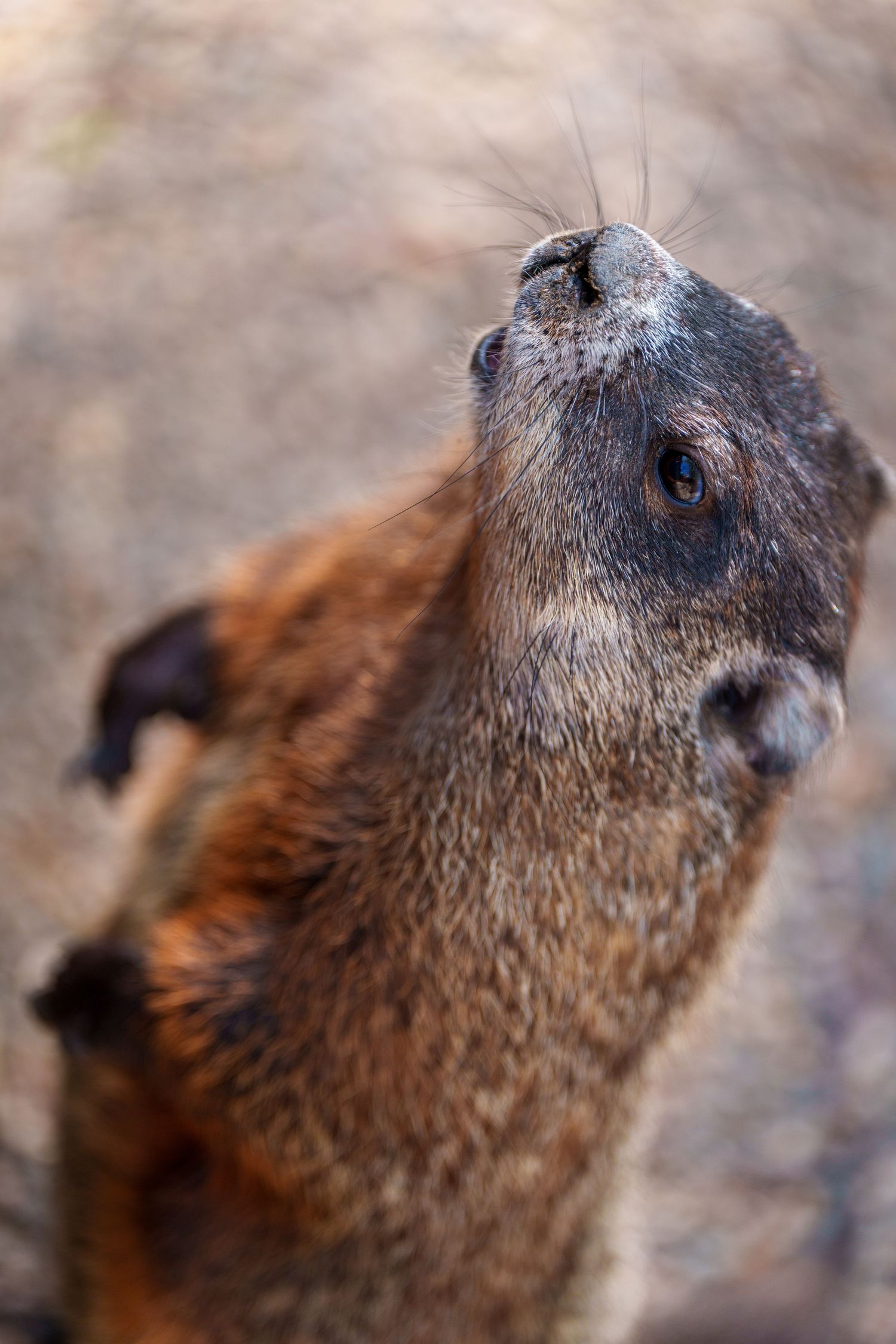 Close-up of a marmot standing upright on hind legs, looking up with brown fur and long whiskers.