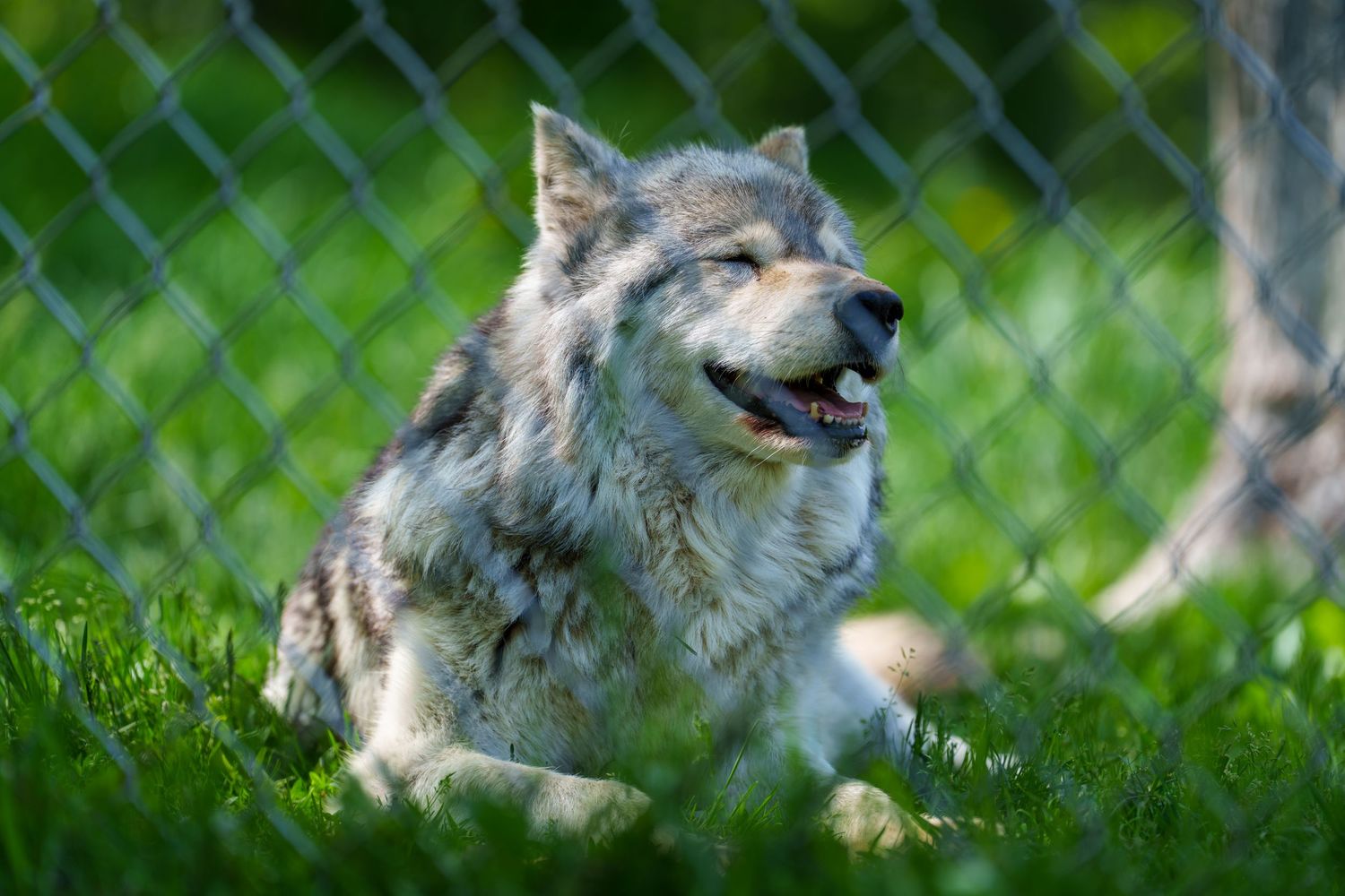 A gray wolf resting on green grass near a chain-link fence, with its mouth open and tongue visible.