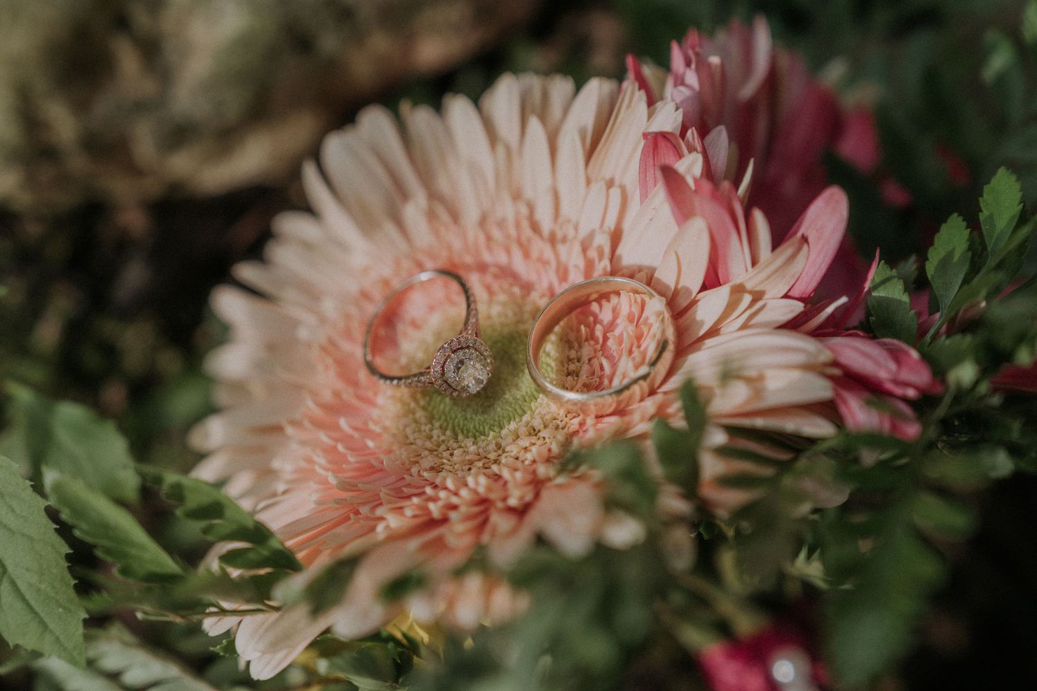 Two wedding rings resting on a pale pink gerbera daisy flower.