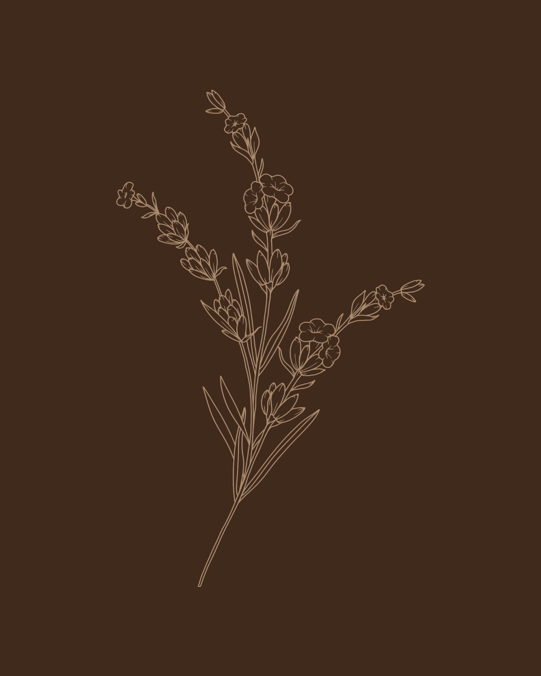 Delicate botanical illustration of a single flowering plant stem with small buds on a dark brown background.