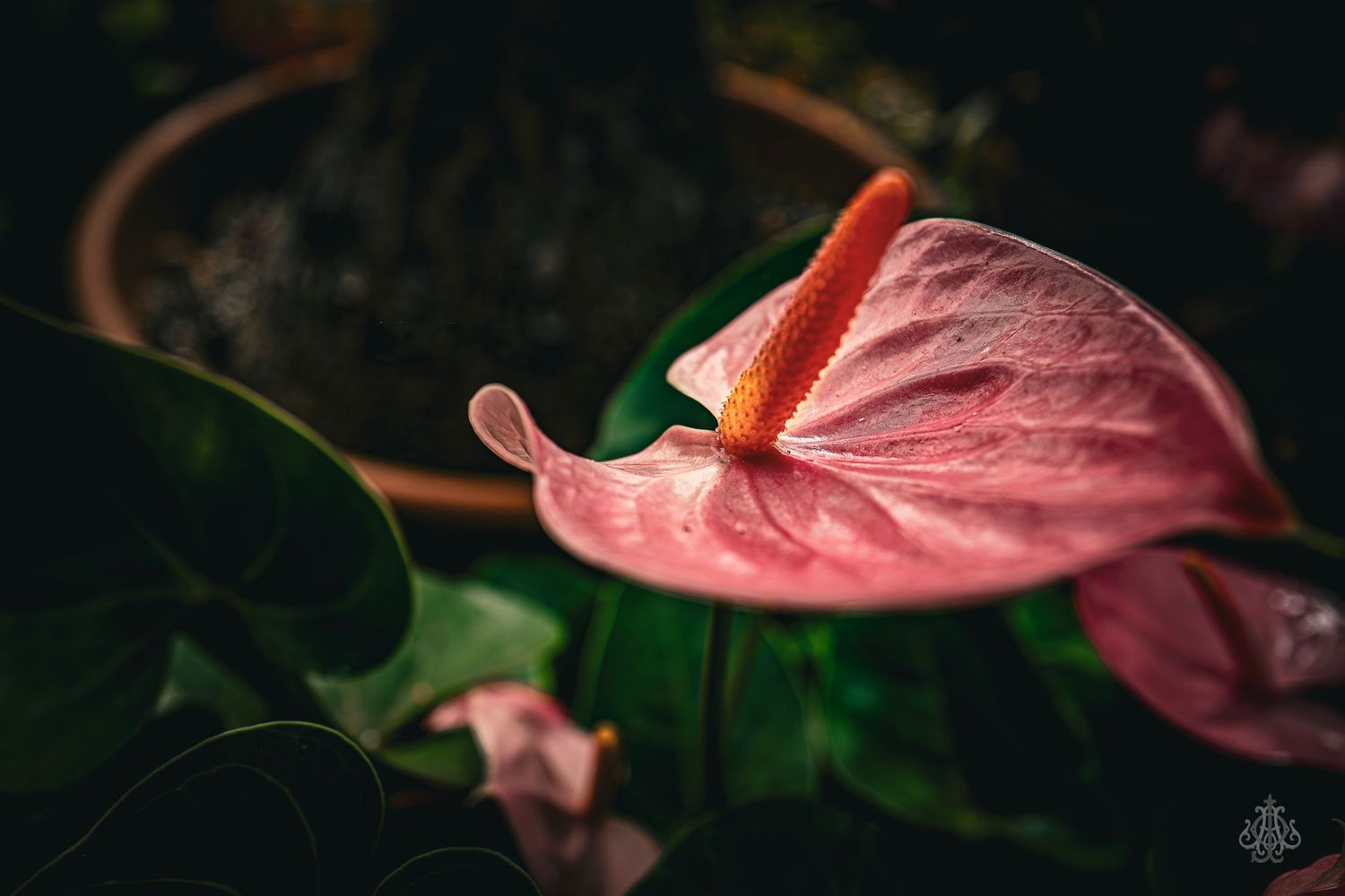 flower three - James Odd Photography - © James Allister Odd