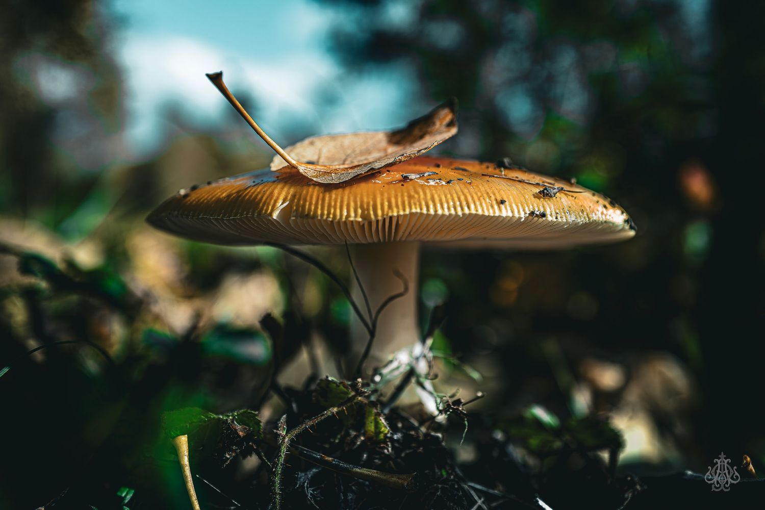 Mushroom and Leaf - James Odd Photography - © James Allister Odd