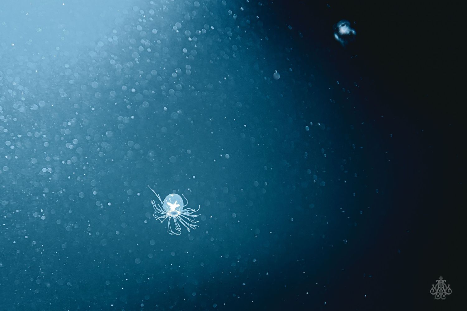 Small little sea creature. James Odd Photography - © James Allister Odd