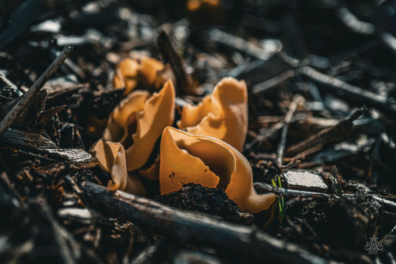 Fungus - James Odd Photography - © James Allister Odd