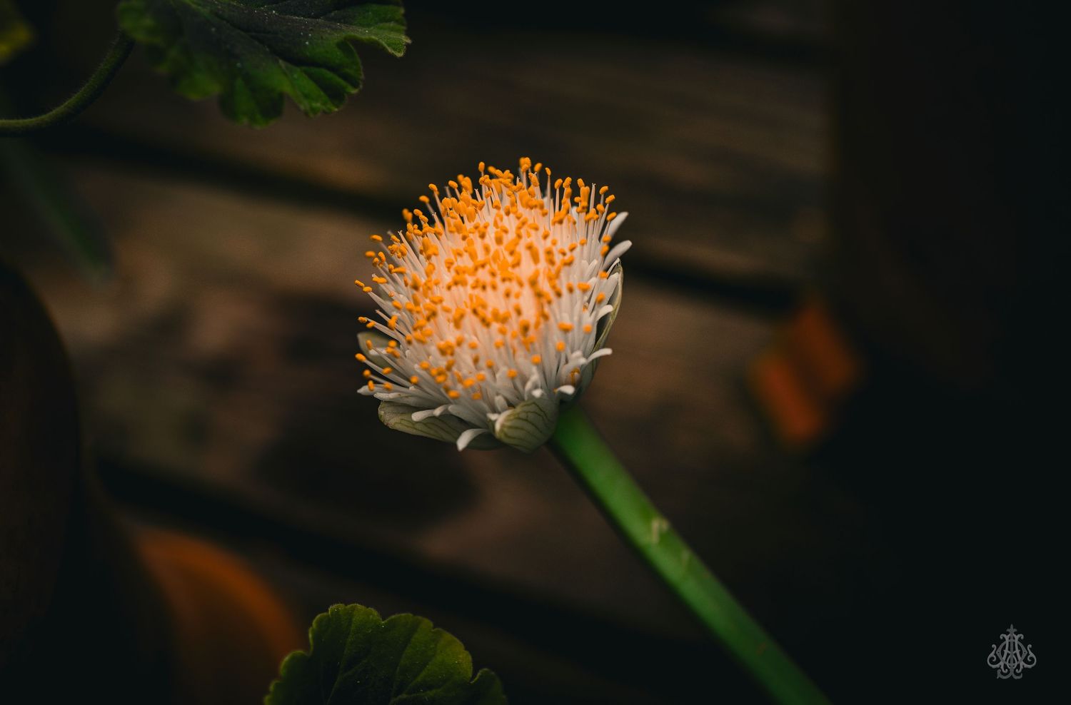flower - James Odd Photography - © James Allister Odd