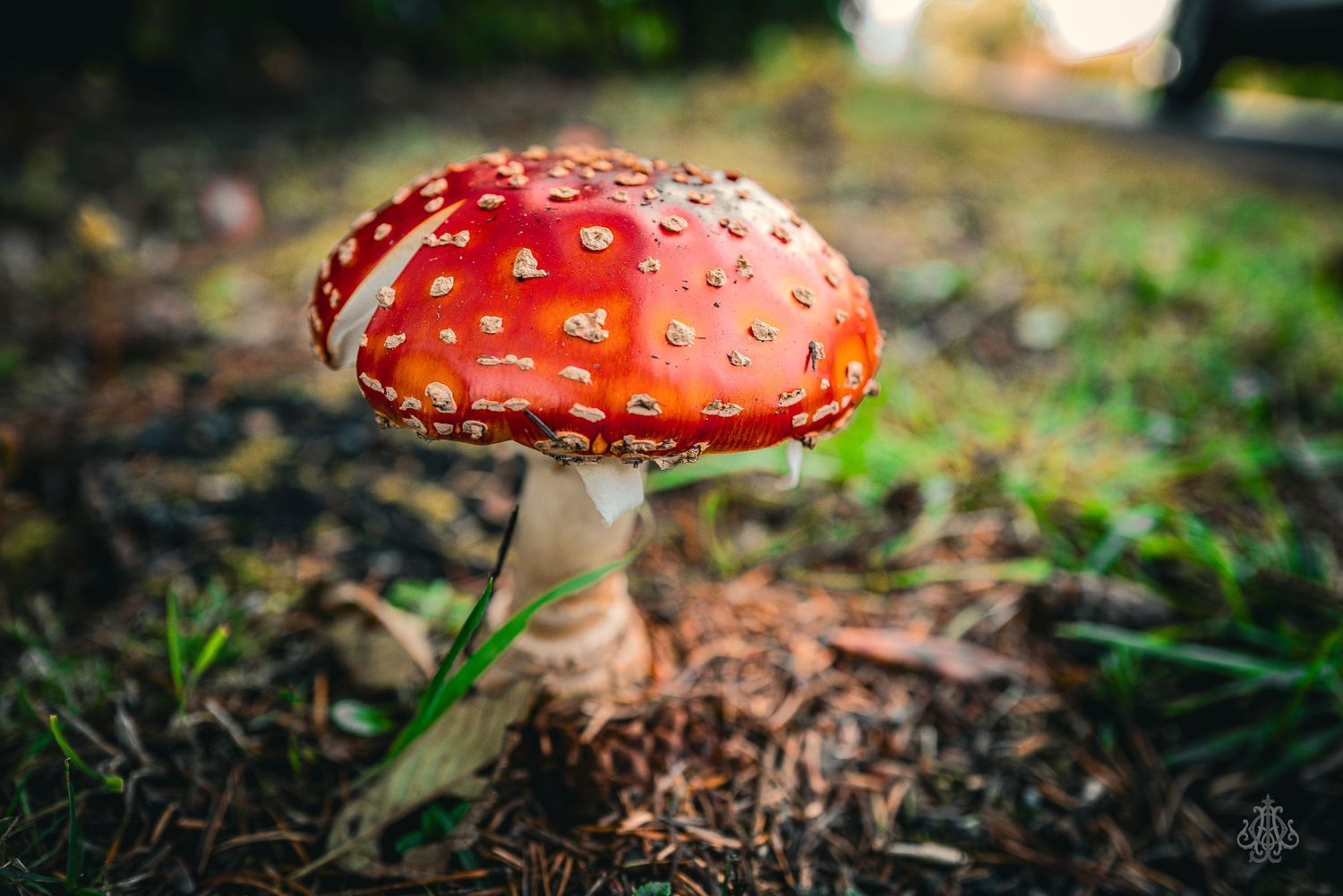 mushroom - James Odd Photography - © James Allister Odd